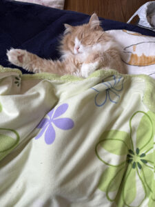 動物とのふれあい