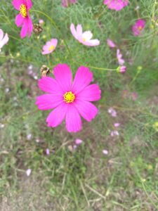 涼しくなりましたね