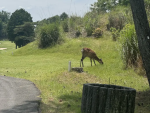 数年ぶりのゴルフ